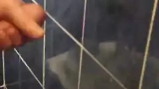 شاعر تركي كبير