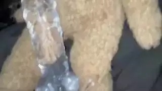العربية سنووايت اللعين نفسها قبل الزجاج دسارأفضل السعودية في سن المراهقة الهواةفي لوس أنجلوسيريد بي بي سيالولايات المتحدة الأمريكية