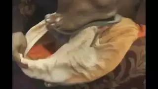 العربية كافيتا اللسان ديك كبيرة والثلاثي اللعين