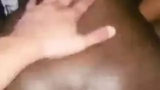 تربية العربية الأبنوس
